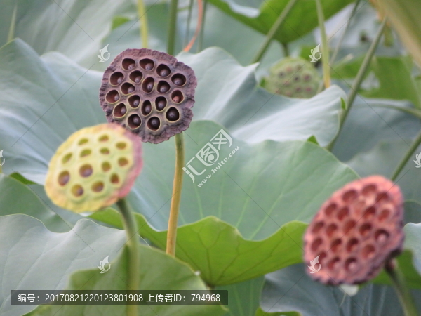 蓮蓬