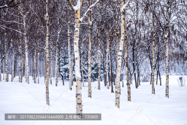 林中雪