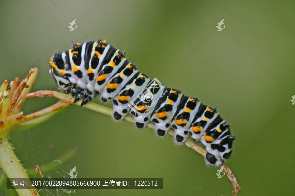 燕尾