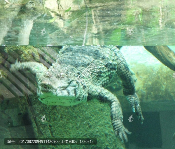 鱷魚