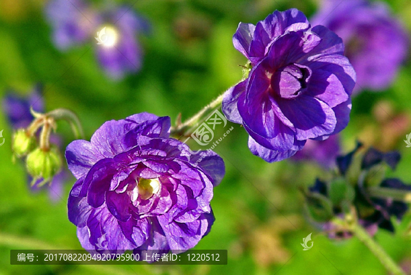 藍(lán)色的光芒