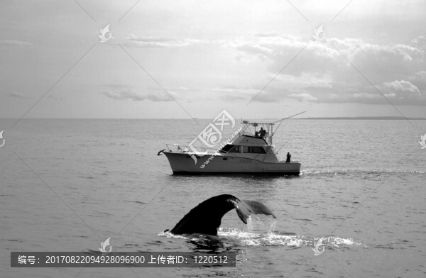 看鯨魚…