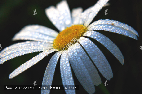 花卉