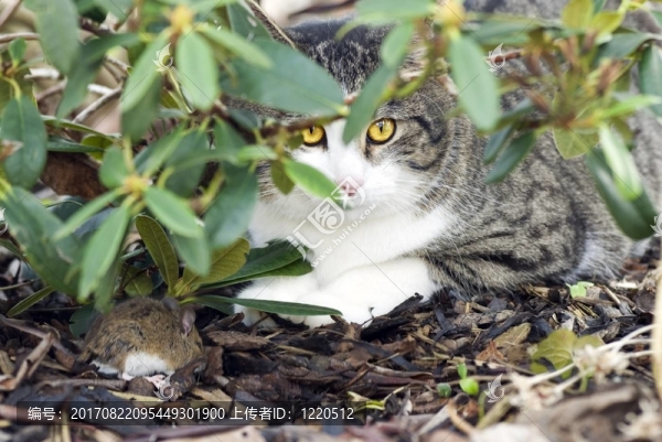 飼料