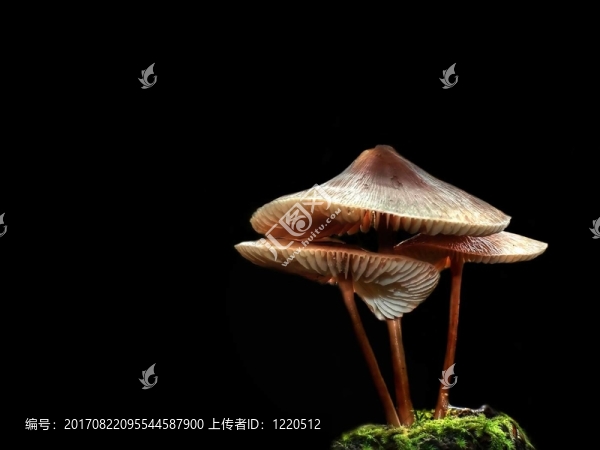 蘑菇