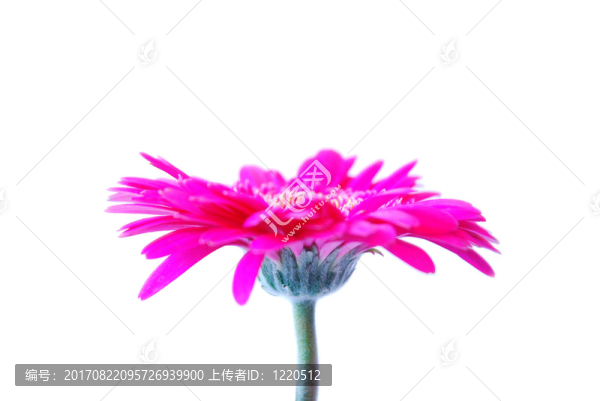 植物