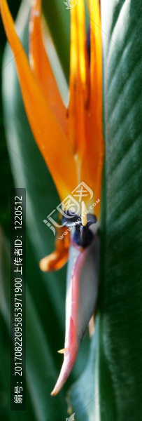 非洲