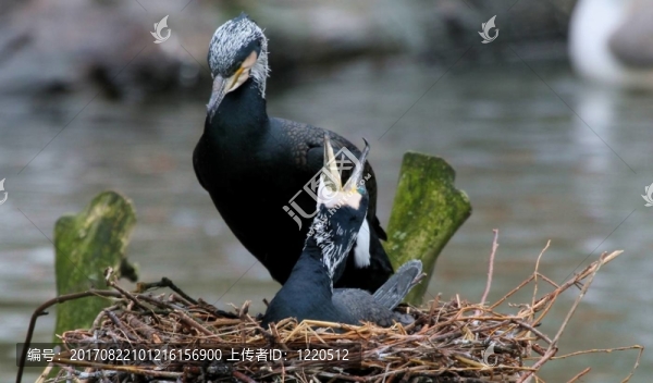生育