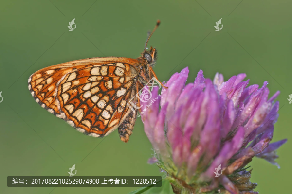 纈草貝母