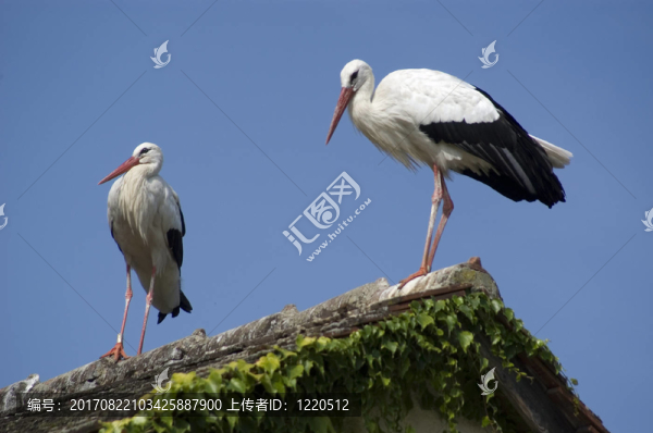 在屋頂?shù)柠X鳥