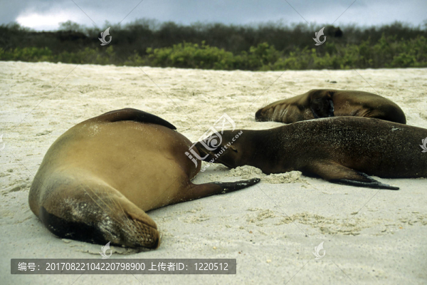 加拉帕戈斯海獅