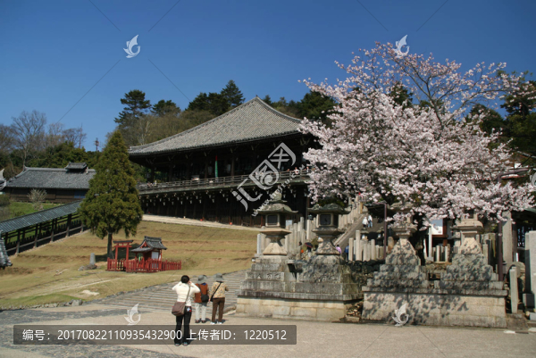 nara櫻花