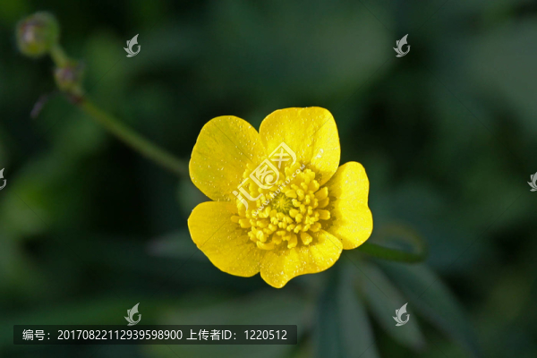 花卉