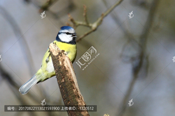 藍(lán)鳥