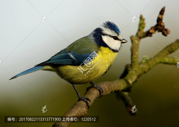 樹