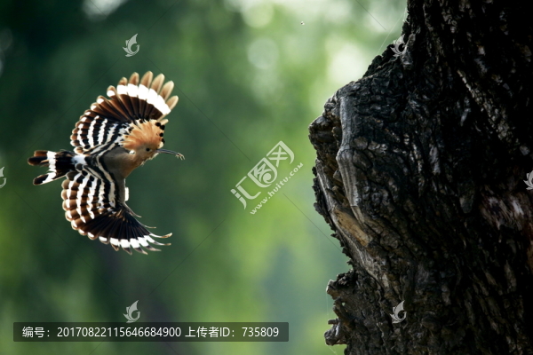 戴勝鳥
