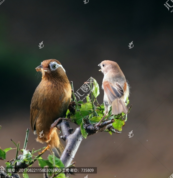 畫(huà)眉鳥(niǎo)