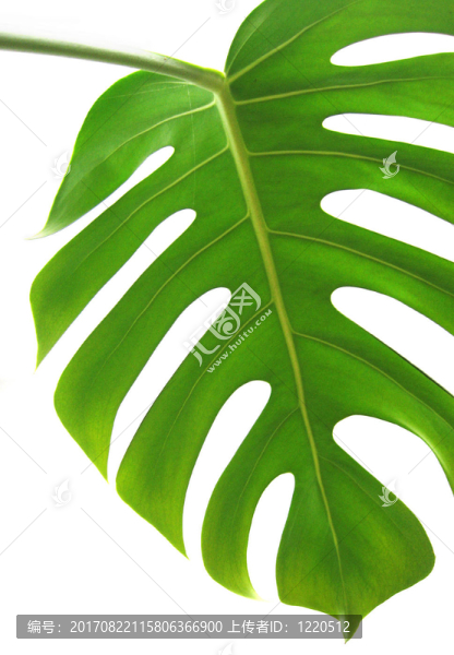 philodendron