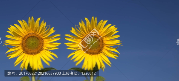 藍(lán)色的花