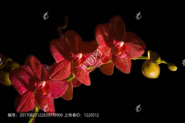蘭花