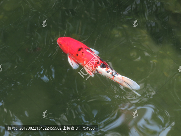 錦鯉,鯉魚