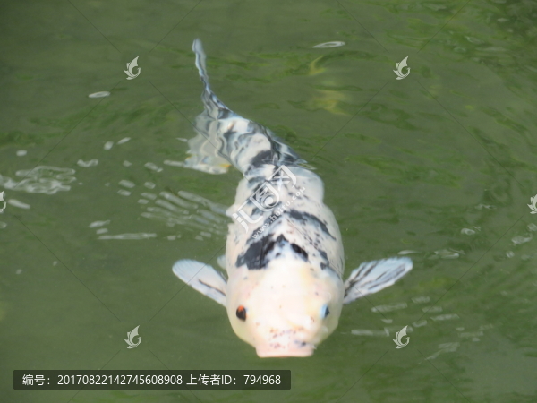 錦鯉,鯉魚(yú)