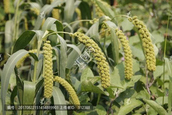 谷子,小米,黃米,谷穗,谷物