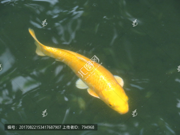 錦鯉,鯉魚