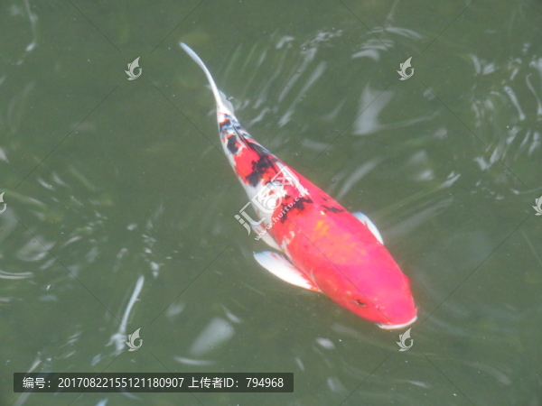 錦鯉,鯉魚(yú)