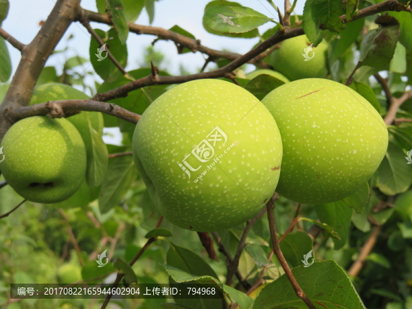 貼梗海棠
