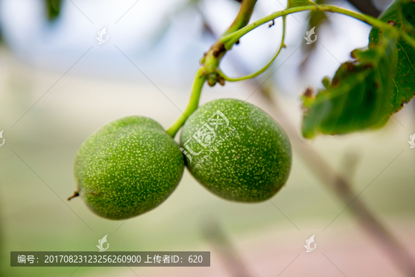青核桃