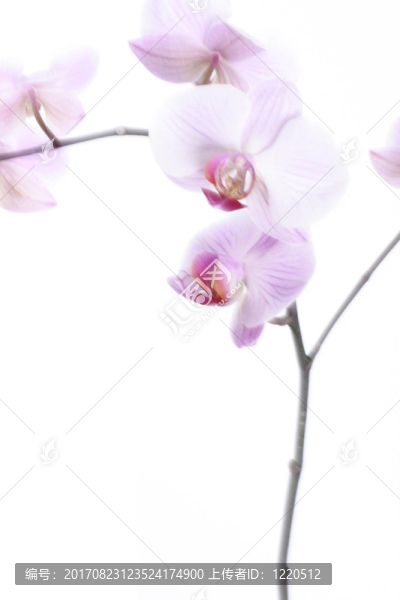 蘭花