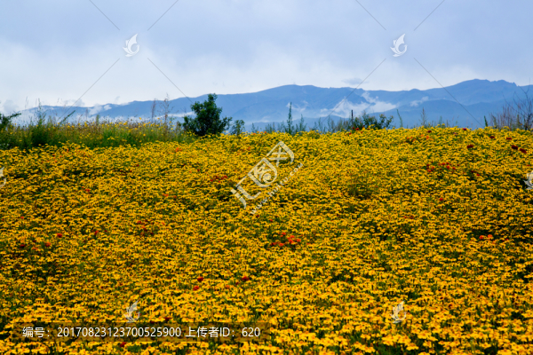 花海