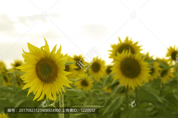 向日葵