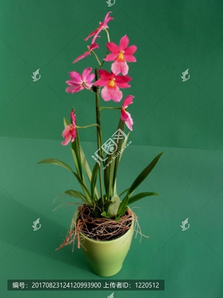 開花