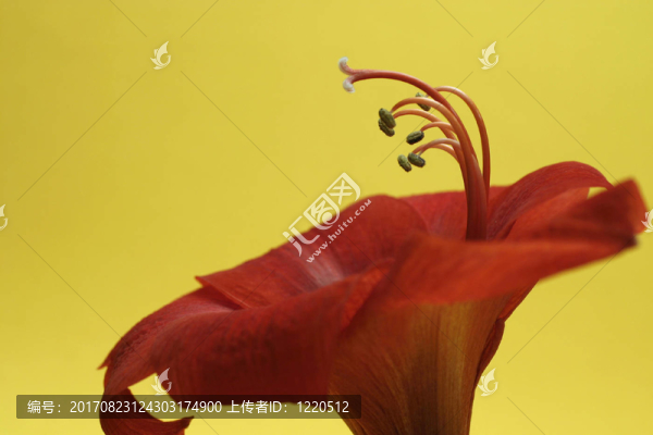 開(kāi)花