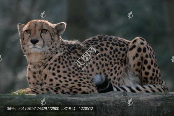 獵豹