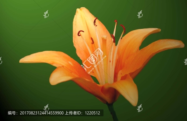 莉莉