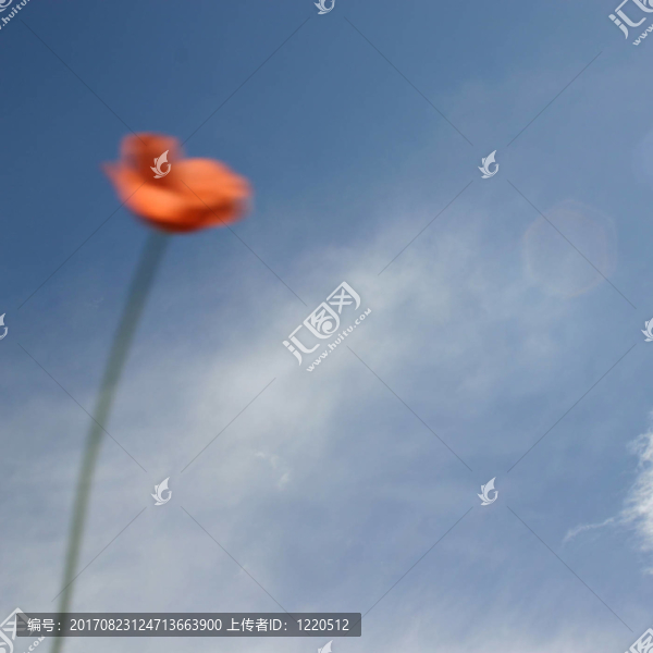 罌粟，多云的天空