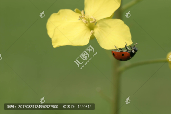 瓢蟲在花