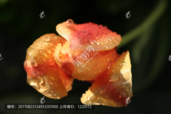 郁金香，雨滴