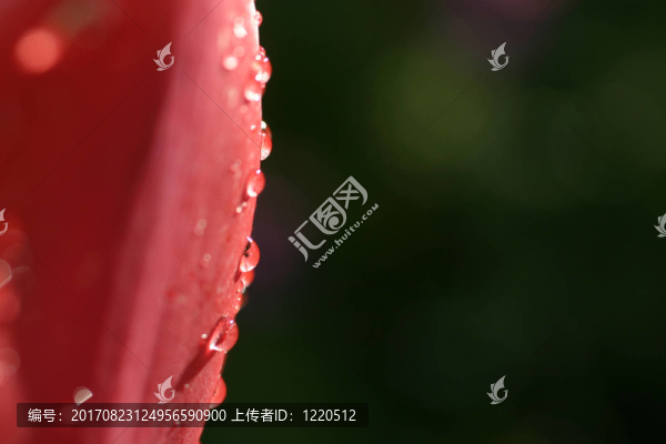 郁金香，雨滴