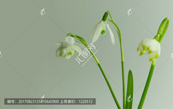 德雷爾riege
