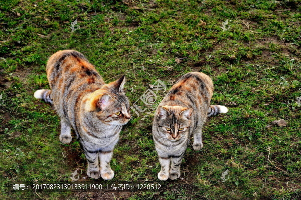 動物