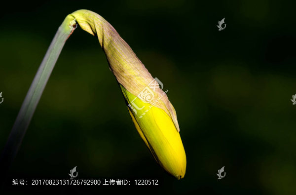 花卉