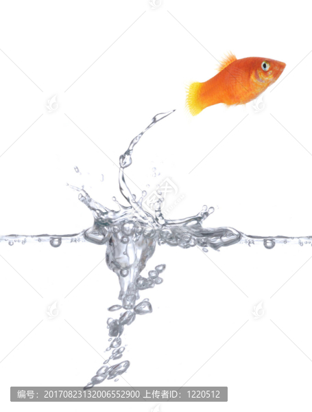快樂的金魚