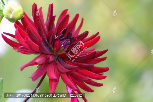 花卉
