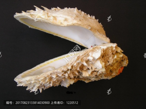 側(cè)尖牡蠣