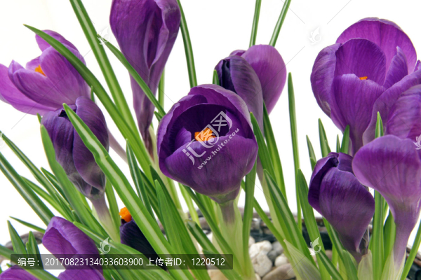 FRühlingsbote