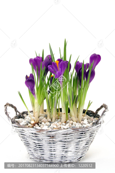 FRühlingsbote